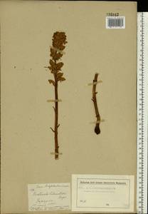 Orobanche buekii subsp. libanotidis (Rupr.) Rätzel & Uhlich, Восточная Европа, Московская область и Москва (E4a) (Россия)