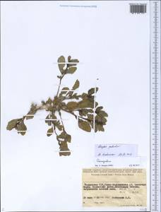 Chenopodium pallidum Moq., Средняя Азия и Казахстан, Памир и Памиро-Алай (M2) (Таджикистан)
