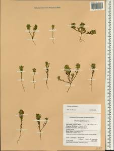 Ononis reclinata L., Зарубежная Азия (ASIA) (Кипр)