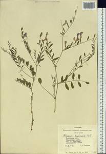 Corethrodendron fruticosum (Pall.) B.H.Choi & H.Ohashi, Сибирь, Алтай и Саяны (S2) (Россия)