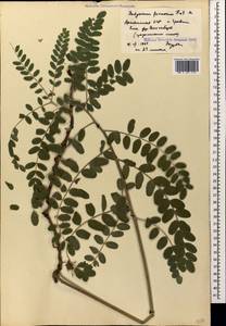 Hedysarum formosum Basiner, Кавказ, Армения (K5) (Армения)