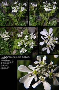 Tordylium aegyptiacum (L.) Lam., Зарубежная Азия (ASIA) (Кипр)