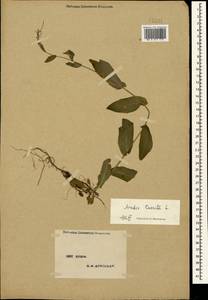 Pseudoturritis turrita (L.) Al-Shehbaz, Крым (KRYM) (Россия)