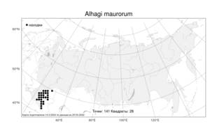 Alhagi maurorum, Верблюжья колючка мавров Medik., Атлас флоры России (FLORUS) (Россия)