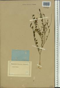 Corethrodendron fruticosum (Pall.) B.H.Choi & H.Ohashi, Сибирь, Прибайкалье и Забайкалье (S4) (Россия)