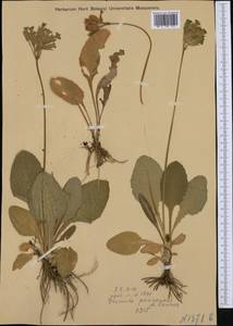 Primula veris subsp. veris, Западная Европа (EUR) (Австрия)