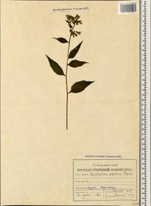 Окопник шероховатый, Окопник жестковолосистый Lepech., Кавказ, Ставропольский край, Карачаево-Черкесия, Кабардино-Балкария (K1b) (Россия)