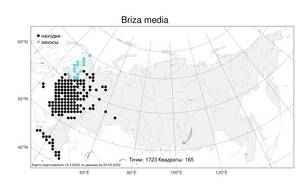 Briza media, Трясунка средняя L., Атлас флоры России (FLORUS) (Россия)