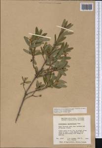 Elliottia pyroliflora (Bong.) Brim & P. F. Stevens, Америка (AMER) (Канада)