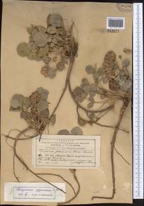 Hedysarum gypsaceum Korotkova, Средняя Азия и Казахстан, Западный Тянь-Шань и Каратау (M3) (Киргизия)