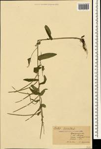 Pseudoturritis turrita (L.) Al-Shehbaz, Крым (KRYM) (Россия)