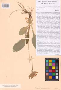 Primula veris subsp. veris, Западная Европа (EUR) (Австрия)