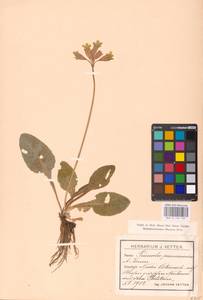 Primula veris subsp. veris, Западная Европа (EUR) (Австрия)
