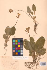 Primula veris subsp. veris, Западная Европа (EUR) (Сербия)