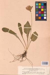 Primula veris var. columnae (Ten.) B. Bock, Западная Европа (EUR) (Румыния)