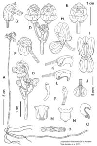 fig 2, Orchidaceae, Зарубежная Азия (ASIA) (Вьетнам)