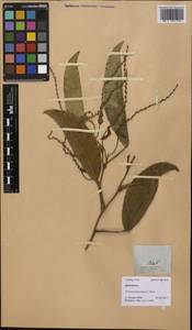 Pothos luzonensis (C.Presl) Schott, Зарубежная Азия (ASIA) (Филиппины)