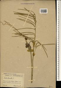 Pseudoturritis turrita (L.) Al-Shehbaz, Крым (KRYM) (Россия)