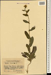Pseudoturritis turrita (L.) Al-Shehbaz, Крым (KRYM) (Россия)
