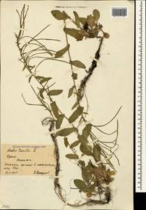 Pseudoturritis turrita (L.) Al-Shehbaz, Крым (KRYM) (Россия)