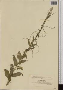 Pseudoturritis turrita (L.) Al-Shehbaz, Западная Европа (EUR) (Чехия)