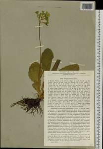 Первоцвет Палласа (Lehm.) W. W. Sm. & Forrest, Сибирь, Алтай и Саяны (S2) (Россия)