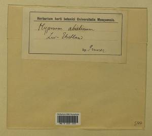 Abietinella abietina (Hedw.) M. Fleisch., Гербарий мохообразных, Мхи - Прибалтика (B1)
