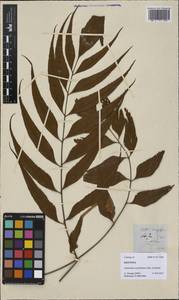 Asplenium macrophyllum Sw., Зарубежная Азия (ASIA) (Филиппины)
