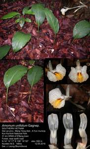 Elettariopsis unifolia (Gagnep.) M.F.Newman, Зарубежная Азия (ASIA) (Вьетнам)