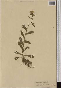 Pseudoturritis turrita (L.) Al-Shehbaz, Западная Европа (EUR) (Швейцария)