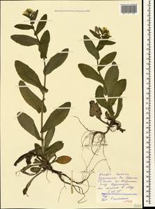 Pseudoturritis turrita (L.) Al-Shehbaz, Крым (KRYM) (Россия)