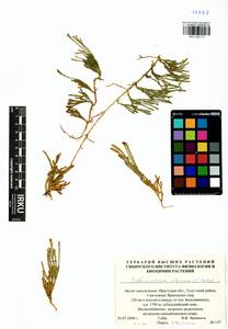 Дифазиаструм альпийский (L.) Holub, Сибирь, Прибайкалье и Забайкалье (S4) (Россия)