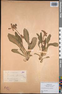 Primula veris subsp. veris, Восточная Европа, Центральный район (E4) (Россия)