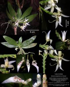 Chamaeanthus longicheila (Aver. & Nuraliev) Vuong & Kumar, Зарубежная Азия (ASIA) (Вьетнам)