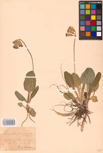 Primula veris subsp. veris, Западная Европа (EUR) (Австрия)