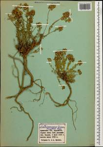 Aethionema diastrophis Bunge, Кавказ, Армения (K5) (Армения)