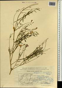Corethrodendron fruticosum var. mongolicum (Turcz.) Turcz. ex Kitag., Зарубежная Азия (ASIA) (КНР)