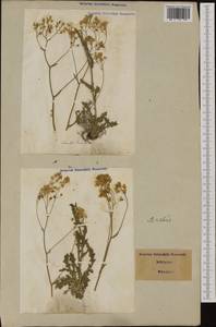 Pseudoturritis turrita (L.) Al-Shehbaz, Западная Европа (EUR) (Италия)