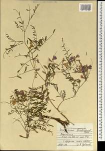 Corethrodendron fruticosum (Pall.) B.H.Choi & H.Ohashi, Монголия (MONG) (Монголия)