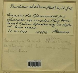 Abietinella abietina (Hedw.) M. Fleisch., Гербарий мохообразных, Мхи - Центральное Черноземье (B10) (Россия)