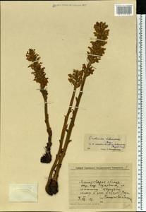 Orobanche buekii subsp. libanotidis (Rupr.) Rätzel & Uhlich, Восточная Европа, Восточный район (E10) (Россия)