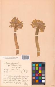 Primula veris subsp. veris, Западная Европа (EUR) (Германия)