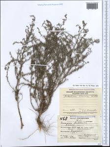 Полынь таврическая, Полынь крымская Willd., Кавказ, Дагестан (K2) (Россия)