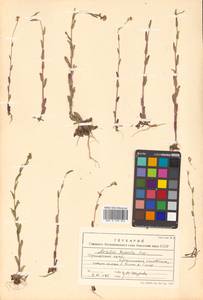 Резуха шершавая, Резуха волосистая (L.) Scop., Сибирь, Дальний Восток (S6) (Россия)