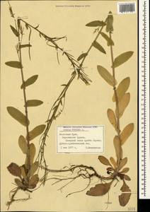 Pseudoturritis turrita (L.) Al-Shehbaz, Крым (KRYM) (Россия)