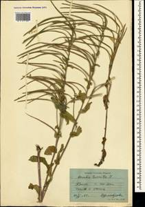 Pseudoturritis turrita (L.) Al-Shehbaz, Крым (KRYM) (Россия)
