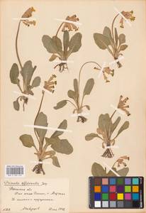 Primula veris subsp. veris, Восточная Европа, Центральный район (E4) (Россия)
