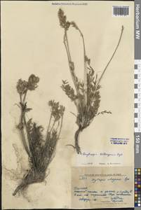 Остролодочник селенгинский Bunge, Сибирь, Прибайкалье и Забайкалье (S4) (Россия)