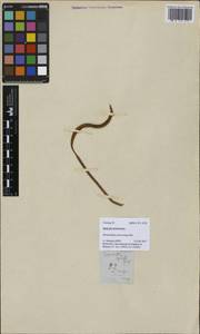 Lepisorus mucronatus (Fée) Li Wang, Зарубежная Азия (ASIA) (Филиппины)