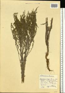 Полынь таврическая, Полынь крымская Willd., Восточная Европа, Нижневолжский район (E9) (Россия)